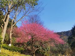 -桃花岭景区