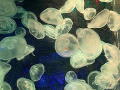 -芜湖新华联大白鲸海洋公园