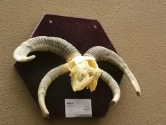 -陕西自然博物馆