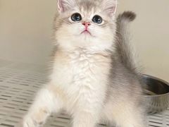-lincat·猫舍(广州店)