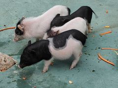 -栾川竹海野生动物园