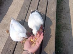 -音乐台