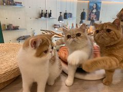 -飞行喵MR PILOT|猫舍·猫咖(静安大融城店)