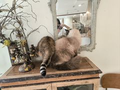 -共舞时光猫咖·狗咖(新街口店)