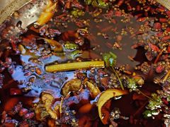 -味之绝热血美蛙鱼火锅(中坝店)