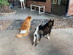 -柴犬高等学院·狗咖·柴犬售卖·宠物训练