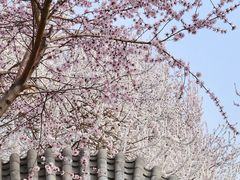 -桃花堤公园