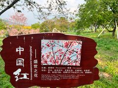 -天适樱花悠乐园