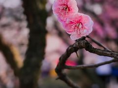 -南京古林公园