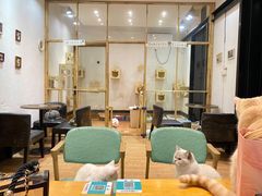 大堂-猫色咖啡·猫咖