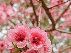 -国家植物园