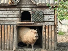 -上海野生动物园