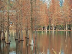 -白鹭湾湿地公园