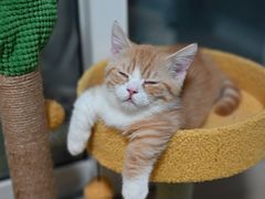 -瑞鹏宠物医院·骨科·猫科·内科(第一中心)