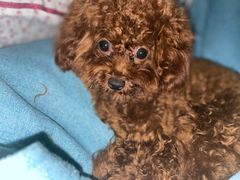 -翊宠yipet猫狗购宠庄园犬舍•猫舍