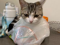 -中农国际动物医院24小时·猫科·骨科·急重症中心