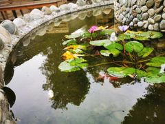 -金谷域澳洲庄园