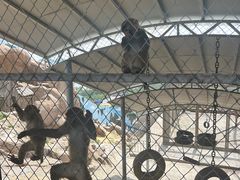 -西霞口神雕山野生动物世界