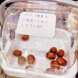 东京独一份！夏季限定冰栗太爽啦！