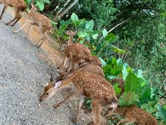 -海南热带野生动植物园