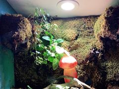 -野菌皇海景野生菌火锅(滨海大道店)