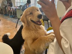 -Let's go狗咖·猫咖·奶狗·桌游(春熙路IFS店)
