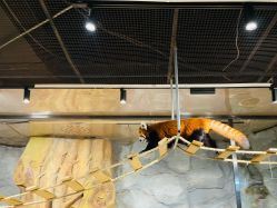 -Zoolung Zoolung动物主题公园(海信广场店)