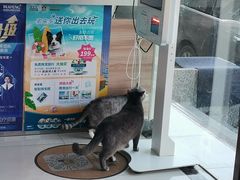 -瑞鹏宠物医院·内科·中兽医·骨科(苗圃店)