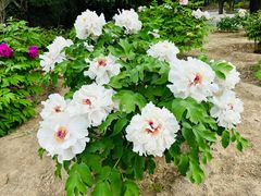 -香山公园