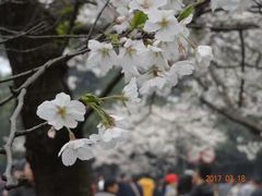 -武汉大学-樱园