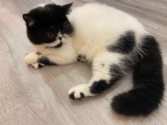 -BABIT巴比特宠物(MOMOPARK店)