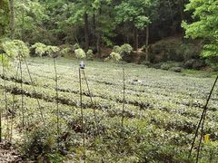 -杭州黄龙洞