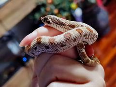 -酷以爬仙阁实体爬宠店·守宫·蜥蜴·专业繁育