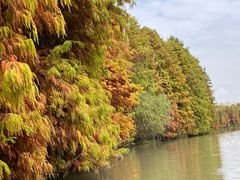 -上海海湾国家森林公园