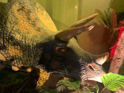 -恐龙探索乐园(磁器口店)