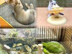 -帕帕拉兹宠物(亚洲旗舰店)