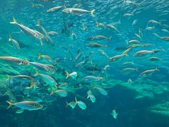 -西海国立公园九十九岛水族馆
