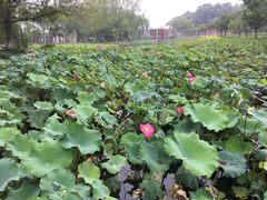 -石家庄市植物园