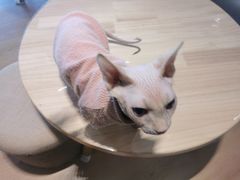 -猫腻·猫咖·撸猫馆(星光大道店)