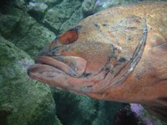 -西雅图水族馆