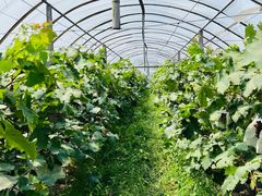 -马陆小张葡萄园农家乐