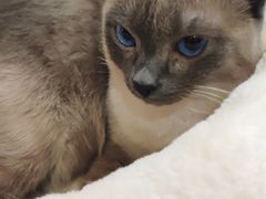 -滚猫咖啡·猫咖·猫友好撸猫(未来城店)