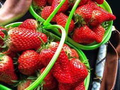 -尚田草莓姑娘白草莓采摘基地