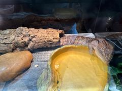 -酷以爬仙阁实体爬宠店·守宫·蜥蜴·专业繁育