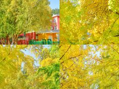 -三里屯东五街银杏大道