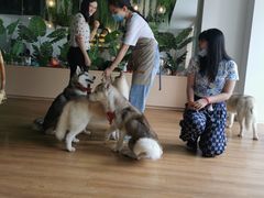-Husky Go! 哈士奇体验馆·宠物咖啡厅狗咖