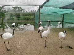 -盐城丹顶鹤湿地生态旅游区