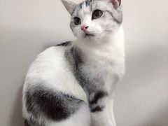 -欧奕国际动物医院