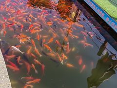 -莲湖公园