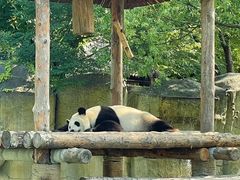 -上海野生动物园